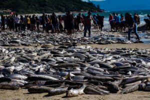 Com cota reduzida pelo governo federal, modalidade da pesca da tainha é obrigada a ser encerrada no meio da safra