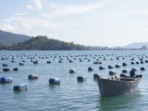 Estado libera linha de financiamento emergencial para maricultores afetados pela maré vermelha